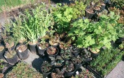 The benefits of native plants